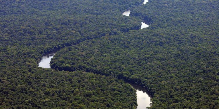 Desmatamento na Amazônia tem queda de 80% em novembro, aponta levantamento Desmatamento na Amazônia tem queda de 80% em novembro, aponta levantamento