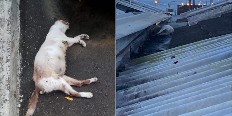 Polícia investiga mortes de gatos por envenenamento em condomínio de Maceió 