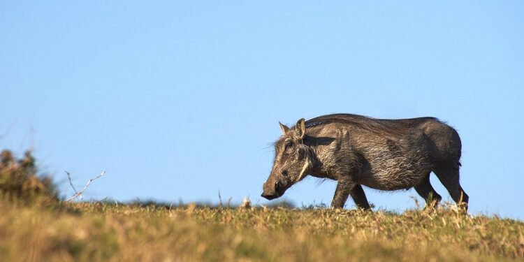 Ibama retoma emissão de licenças para caça e manejo de javalis