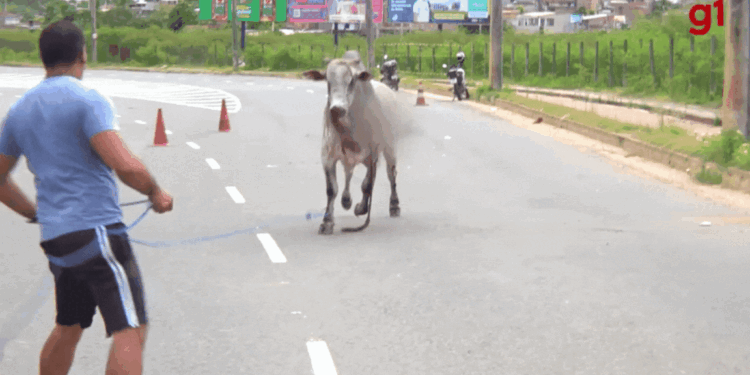 Relembre matérias de fatos na Bahia que deram origem a memes na internet em 2023