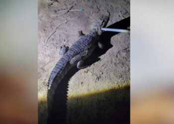 Uma Visita Inesperada: Jacaré é resgatado em frente a uma residência em Paulo Afonso