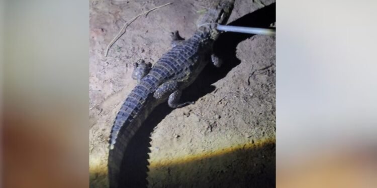 Uma Visita Inesperada: Jacaré é resgatado em frente a uma residência em Paulo Afonso